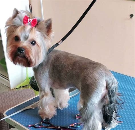 Check spelling or type a new query. Best Yorkie Haircuts for Females (20 Pictures) | Yorkie ...