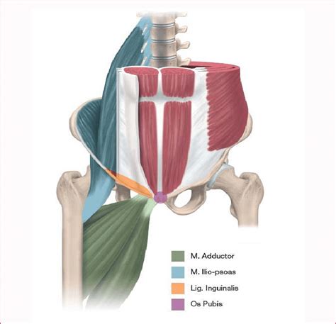 Groin Muscles Diagram Pin On Human Anatomy Study Groin Muscles