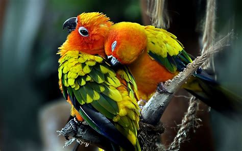 Sun Conure Parrots 1920x1200 Parrot Wallpaper Pet Birds Cute Parrot