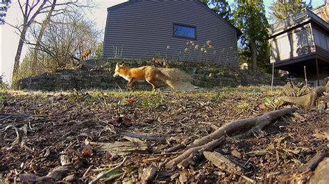 Urban Foxes Exploring New Ecosystems Pbs Learningmedia