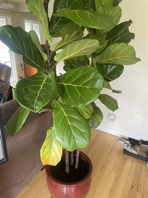 Brown Spots On Lower Leaves The Fiddle Leaf Fig Plant Resource