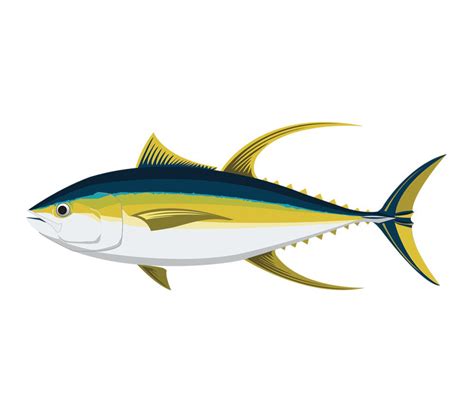 Yellowfin Tuna Vector At Collection Of Yellowfin Tuna