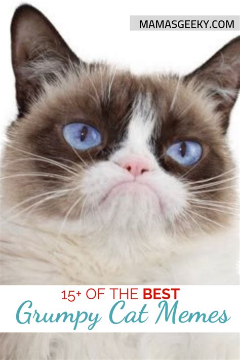 15 Of The Best Grumpy Cat Memes Rest In Peace Mamas