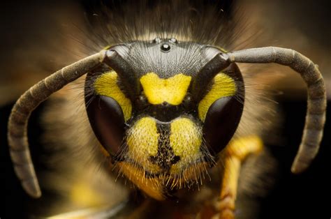 Common Wasp Front View By Freezingglare On Deviantart