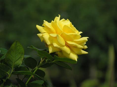 When to prune climbing roses. Learn Shade Climbing Roses | How to guides, tips and ...