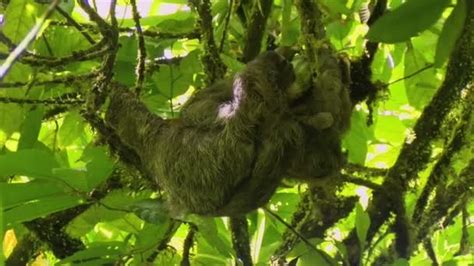 Three Toed Sloth Eating Stock Photo By ©tamifreed 26637737