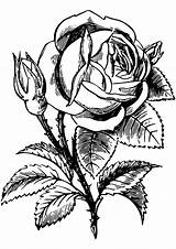 Rose Coloring Adults Flower sketch template