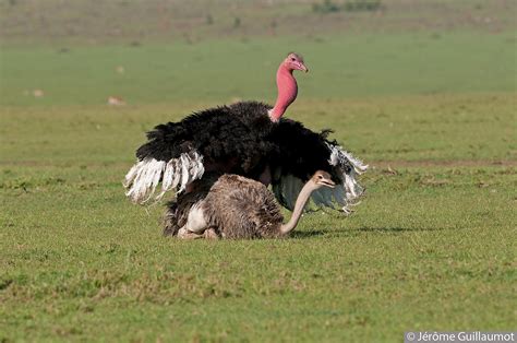jérôme guillaumot wildlife photographer 6 ostrich mating