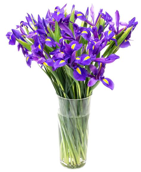 Maybe you would like to learn more about one of these? Weekly Flower Delivery - Iris - Blue