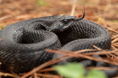 Eastern Hognose Snake South Carolina Partners In Amphibian And