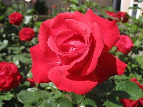 Mawar bunga rose mekar bloom alam flora tanaman kelopak bunga bunga. Armilia Sari: Aku Sekuntum Mawar