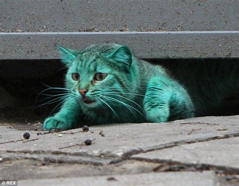 Bulgarias Green Cat Returns After Vanishing For Three Days Cats