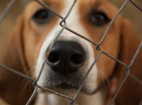 Centros De Adopción De Perros Y Cachorros El Encantador De Perros