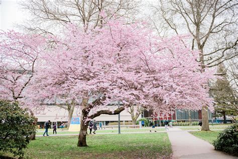 Citizen Scientists Predict Cherry Blossom Peak