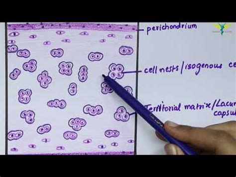 Histology Of Hyaline Cartilage YouTube