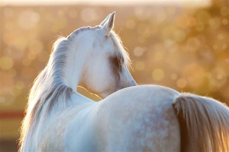 Though there is no known cure below, we've explained what patchy hair loss is and what causes it. Patchy Hair Loss in Horses - The Horse