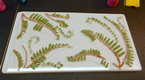 Fused Glass Fern Platter