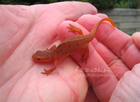 A Newt In The Hand Is Really Cute By Brightling On Deviantart