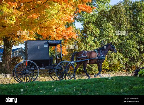 A Horse And Buggy On A Rural Road In Amish Country With Fall Foliage
