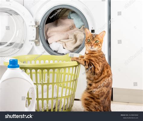 863件の Cat Washing Machine の画像、写真素材、ベクター画像 Shutterstock