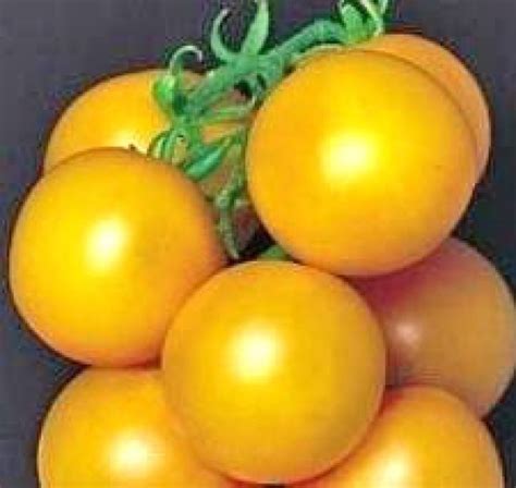Ponderosa Yellow Tomaten Samen Bestellen Chili Shop24de