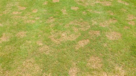 A Lawn Infected With Red Thread Fungal Disease The Lawn Man