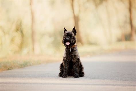 25 Black Dog Breeds Small Medium And Big Black Dog Breeds