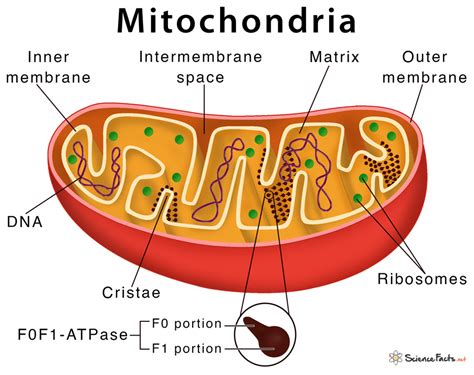 Mitochondria Diagram With Labels