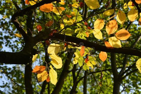 Leaf Tree Autumn Branch Picture Image 106403877