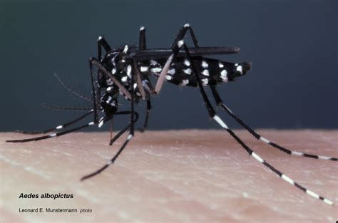 Population Genomics Of The Asian Tiger Mosquito Aedes Albopictus