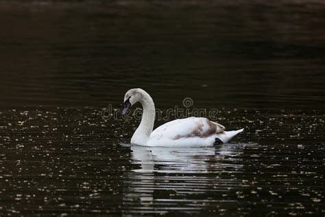 Beautiful View Of A Lonely White Swan Floating On The River On A Dark