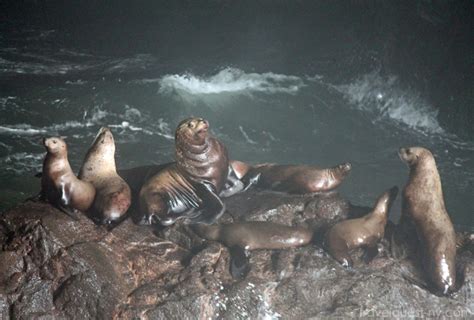 Visit The Sea Lion Caves Travel Quest Us Road Trip And Travel