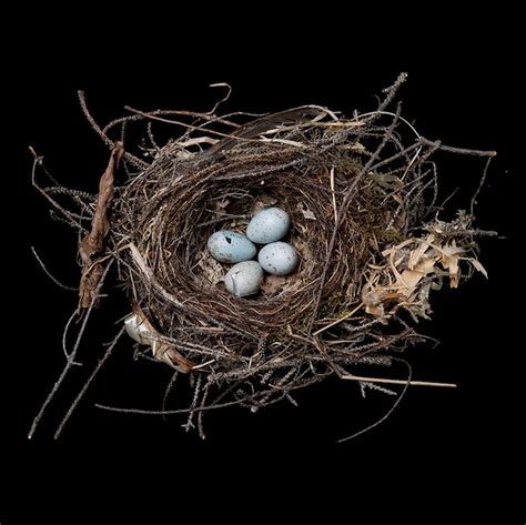 Bird Nests By Sharon Beals Bird Nest Nest Nest Images