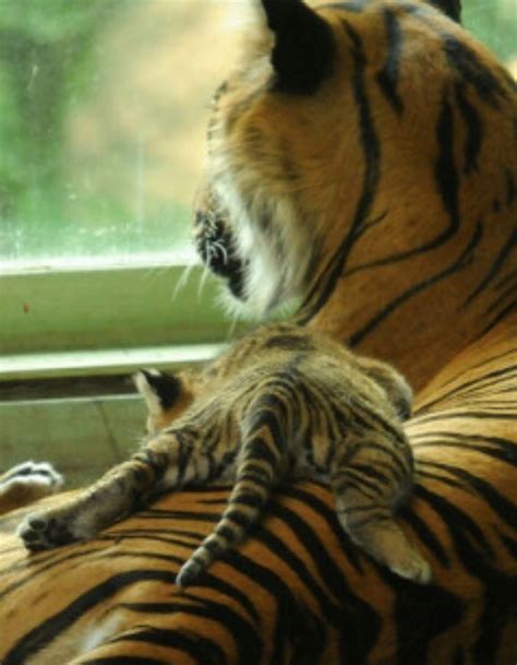 Aww My Spirit Animal Love These Majestic Animals ~tiger Love ️