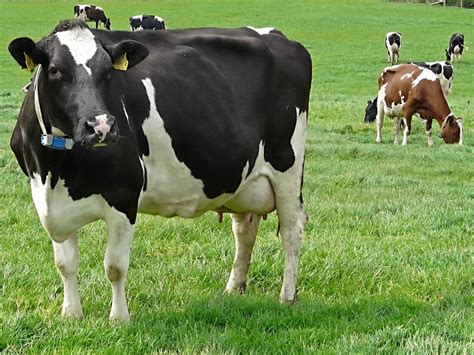 Types Of Cows Dairypesa