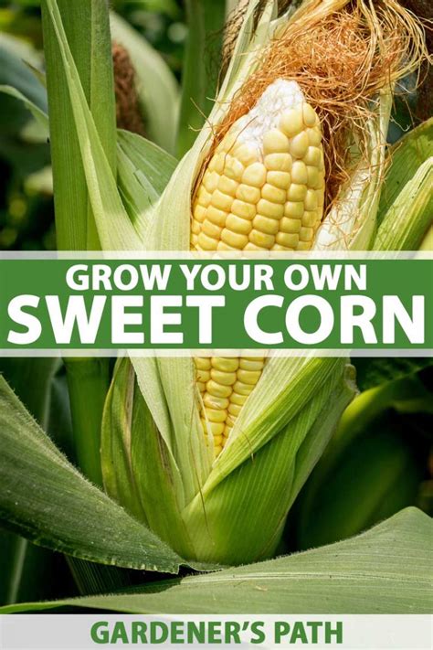 How To Plant And Grow Sweet Corn At Home Gardeners Path