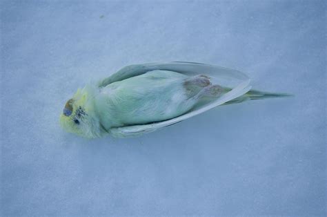 A Dead Parakeet In The Snow Photograph By Joel Sartore