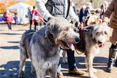 Irish Wolfhound Ultimate Guide Pictures Characteristics And Facts