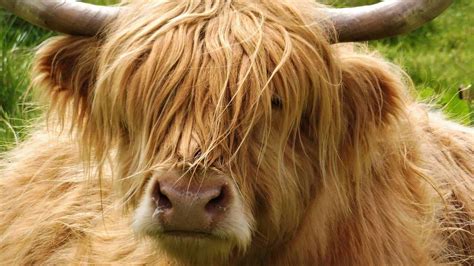 10 Amazing Cows You Wont Believe Actually Exist