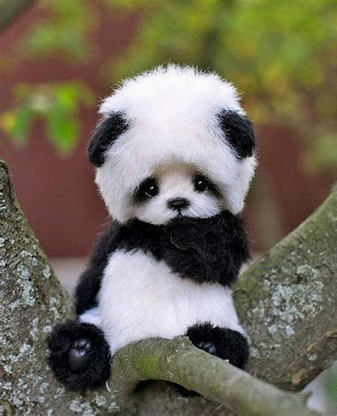 Baby Pandaifttt2qr053m Hayvan Bebekler Pandalar Sevimli
