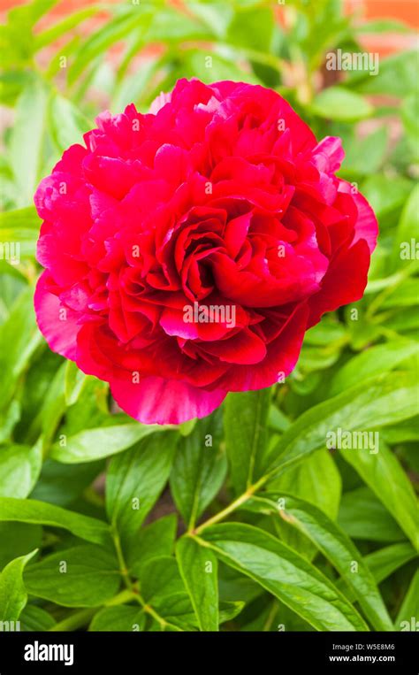 Red Paeonia Hi Res Stock Photography And Images Alamy
