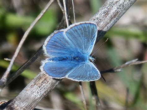 Free Images Nature Wing Flower Wildlife Insect