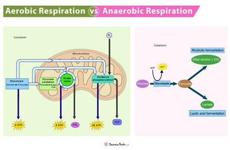 Aerobic Vs Anaerobic Respiration Differences Similarities