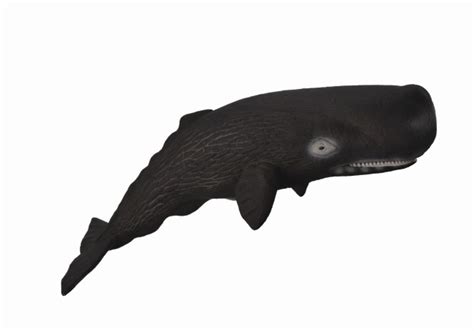 Sperm Whale Collecta Figures Animal Toys Dinosaurs Farm Wild Sea