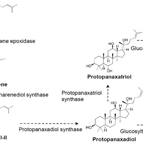 Biosynthetic Pathway Of Ginsenosides From Squalene In P Ginseng Download Scientific Diagram