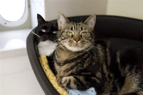 Rspcas Top Tips For Feline Friends Before Taking On A New Cat Here Are