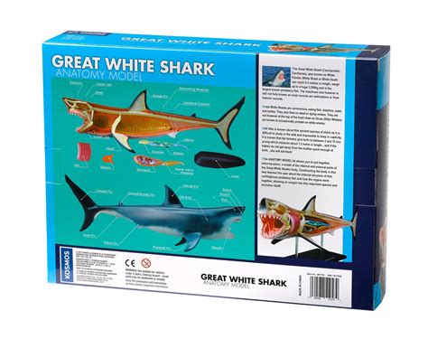 Great White Shark Anatomy Model Science And Nature