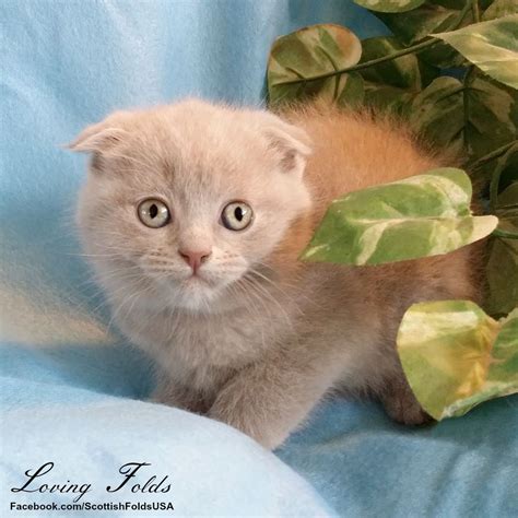 Chloe Striking And Rare Lilac Scottish Fold Kitten Rehomed With