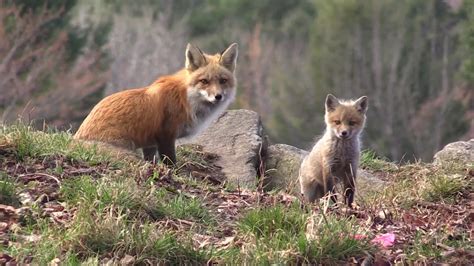 Red Fox Pups Youtube