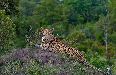 Fun Facts About The Kruger National Park In South Africa Kruger